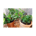 Kit complet pour arroser vos plantes de balcons et de terasses