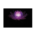 Fleur lumineuse pour piscine ou plan d'eau - Lotus à couleur changeante