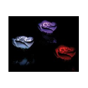 3 Roses lumineuses pour piscine ou plan d'eau - LED à couleur changeante