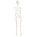 Squelette phosphorescent plat de 90 cm à suspendre au mur